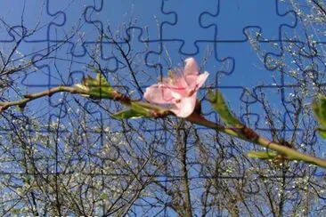 fiordipesco jigsaw puzzle