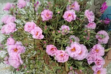 פאזל של portulacca