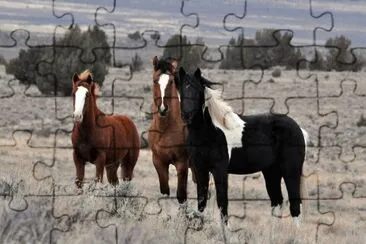 Caballos salvajes en Tierra Del Fuego jigsaw puzzle