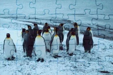 PingÃ¼inos Emperador, Porvenir jigsaw puzzle