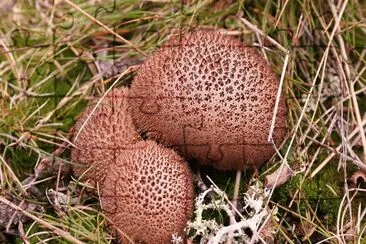 Lycoperdon Umbrinum