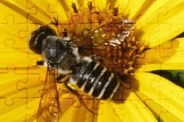 Megachilidae en Girasol - Pensilvania