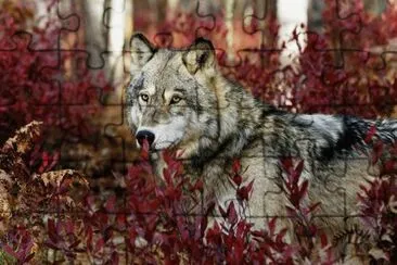 Wolf jigsaw puzzle