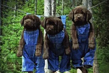 פאזל של puppies out to dry