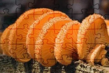 Crepidotus crocophyllus jigsaw puzzle