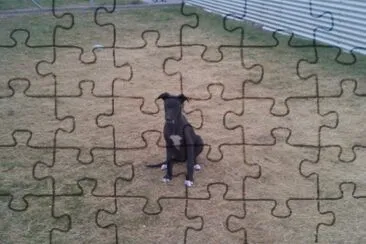 Greyhound jigsaw puzzle