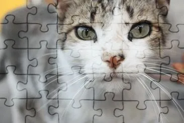 gato jigsaw puzzle