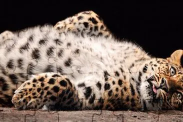 Lazy Leopard