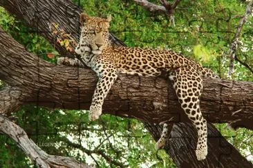 Beautiful Lounging Leopard