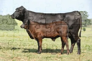 ULTRA BLACK CATTLE