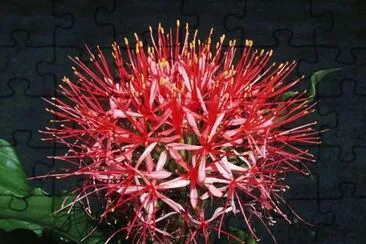 scadoxus