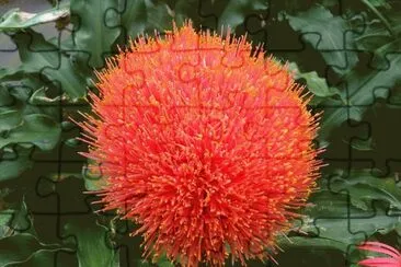 scadoxus