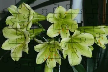 clivia green