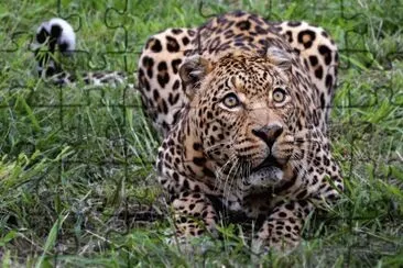 African Leopard