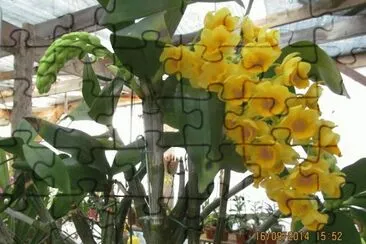 orquidea