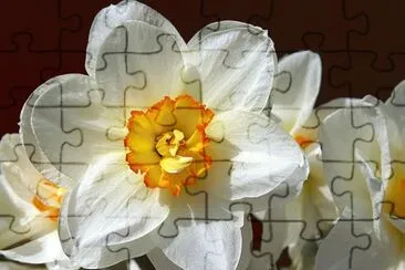 narcisse jigsaw puzzle