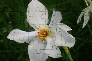 narcisse jigsaw puzzle