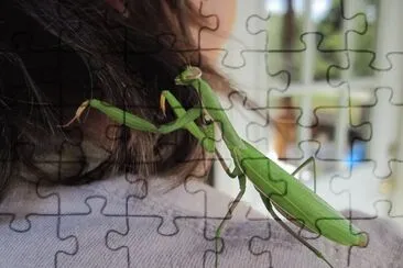 פאזל של New Praying Mantis hairdo