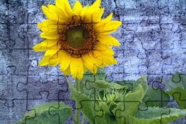 girasol jigsaw puzzle