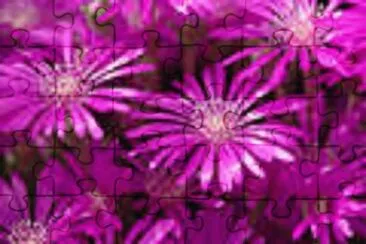 purple flowers jigsaw puzzle