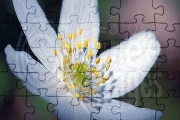 white flower jigsaw puzzle