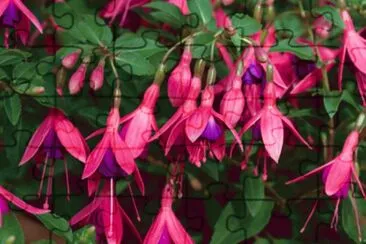 fuchsia jigsaw puzzle