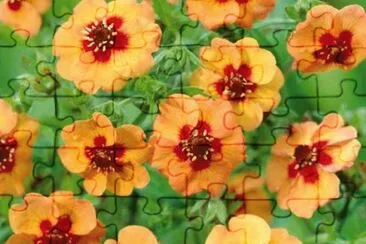 potentille jigsaw puzzle