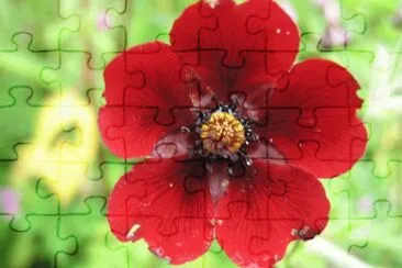 potentille jigsaw puzzle