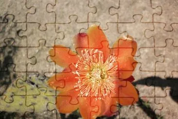 FLOR DE NOPAL, MONTEALBAN, OAXACA 2011 jigsaw puzzle