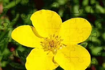 potentilla jigsaw puzzle