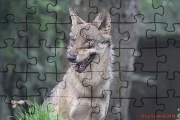 Le loup, Tima jigsaw puzzle