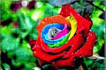 Rosa Colorida 26 jigsaw puzzle