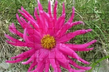 dahlia jigsaw puzzle