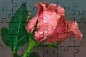 ROSA jigsaw puzzle