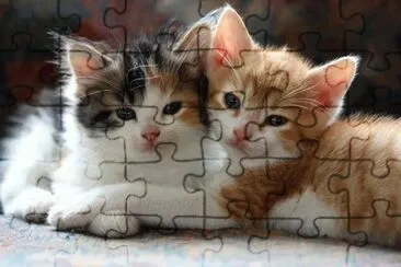 chatons jigsaw puzzle