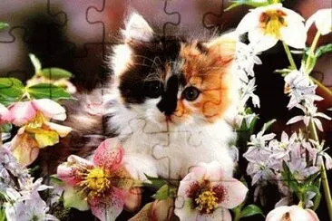 chaton jigsaw puzzle