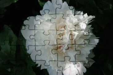 Flor jigsaw puzzle