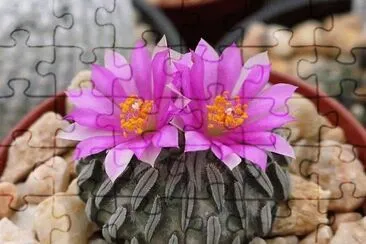 Cactus jigsaw puzzle