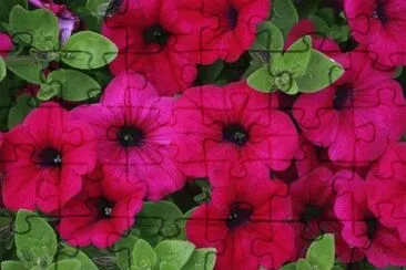 Flores jigsaw puzzle