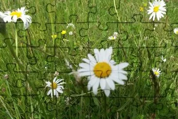 Marguerites jigsaw puzzle