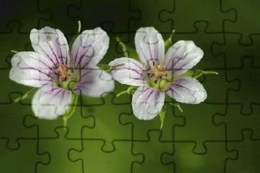 004æ¤ç‰© jigsaw puzzle