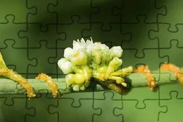 005æ¤ç‰© jigsaw puzzle