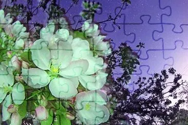 009æ¤ç‰© jigsaw puzzle