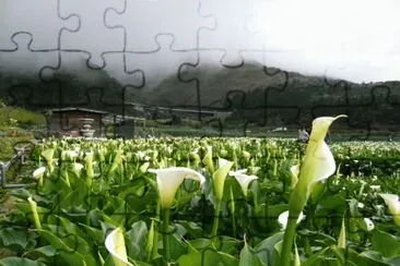 æ¤ç‰© jigsaw puzzle