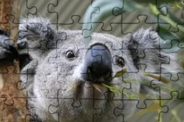 KOALA