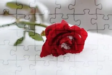 Rosa jigsaw puzzle