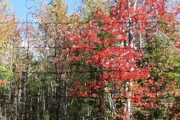 Fall colours jigsaw puzzle