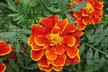 Awesome orange marigolds jigsaw puzzle