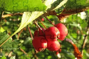 Red berries at dawn jigsaw puzzle