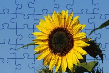 Bright yellow sunflower jigsaw puzzle